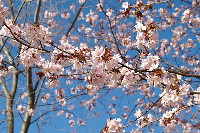 桜