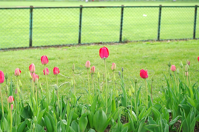 Tulip | Hokkaido