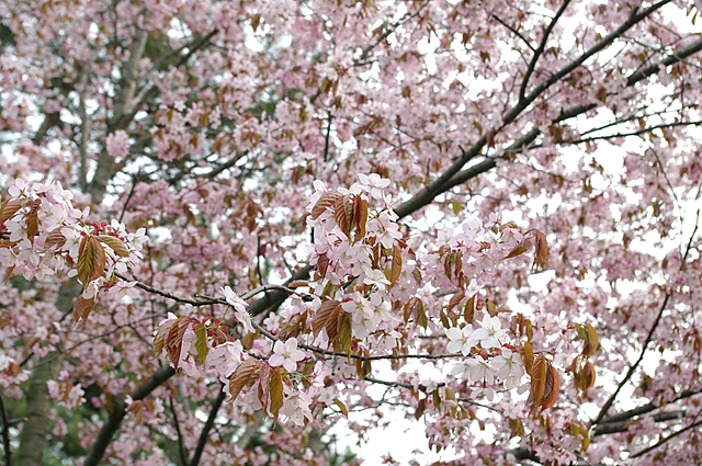 桜