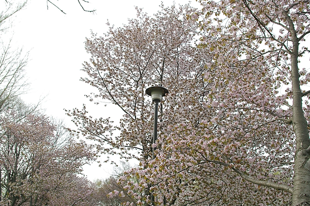 Cherry Blossoms | Japan | Cherry Blossom / Sakura