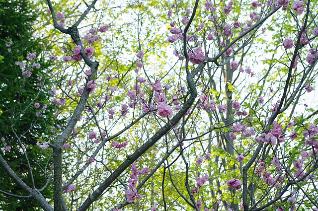 Plum | Japan | Plum / Ume