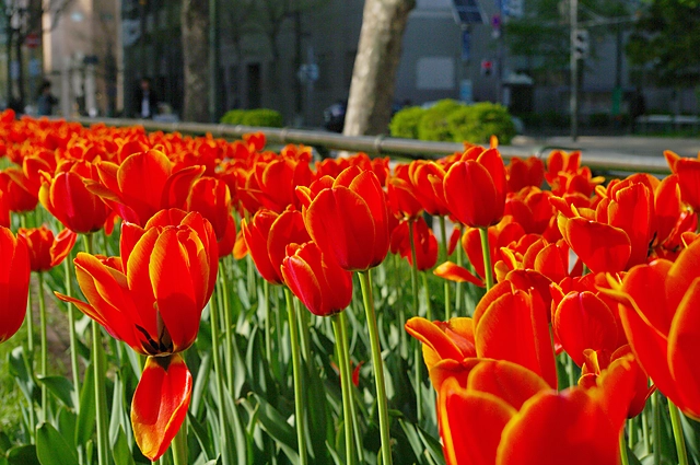 Tulip | Hokkaido | Sapporo