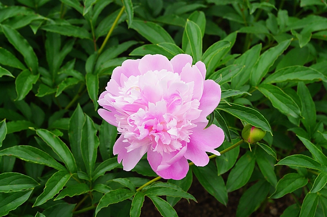 Peony | Japan | Plant