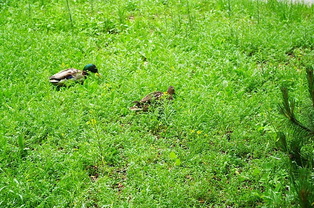 Duck | Japan