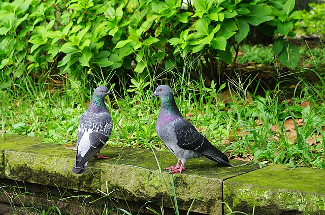 Duck | Japan