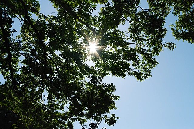 Sun and Trees | Japan