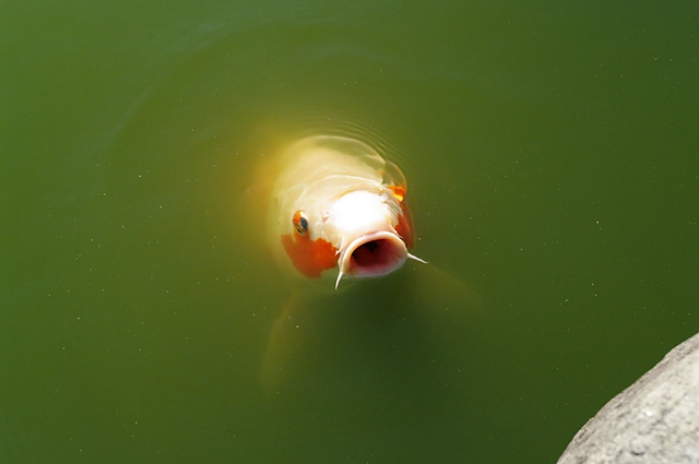 Carp | Japan | Koi / Carp