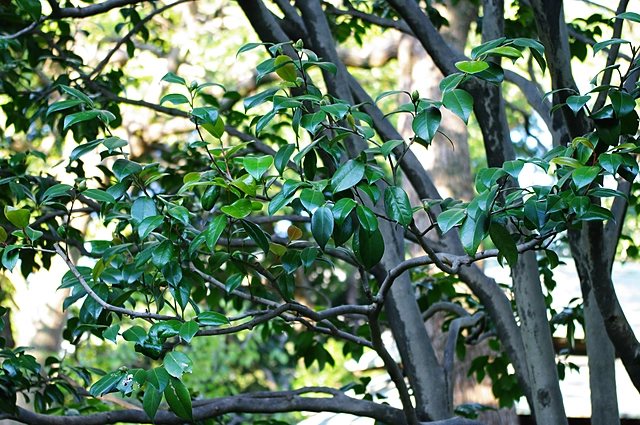 Tree | Japan