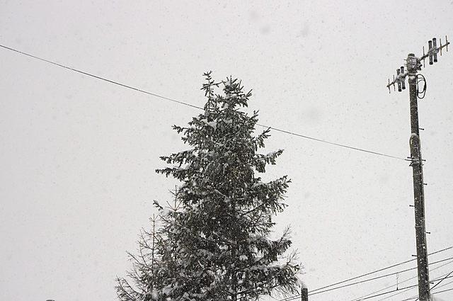 Snow and Trees | Hokkaido