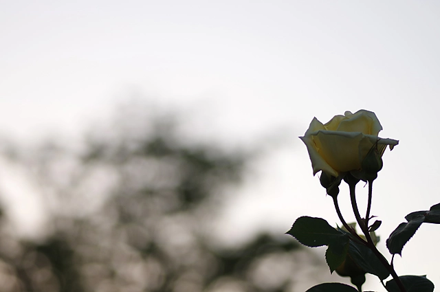 Roses | Japan