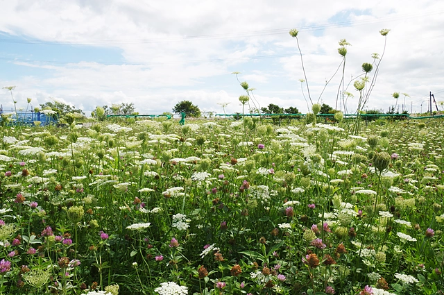 Flowers | Japan