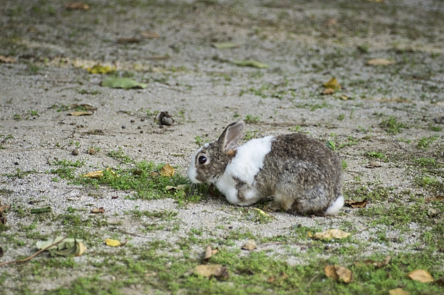 Rabbit Hole Digging | Japan