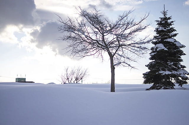 Snow Scene | Hokkaido | Winter