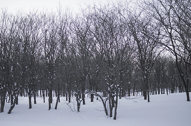 Winter Tree | Hokkaido