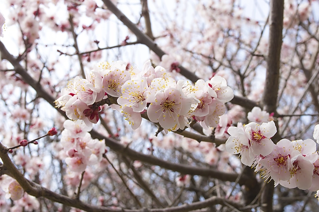 Plum | Japan