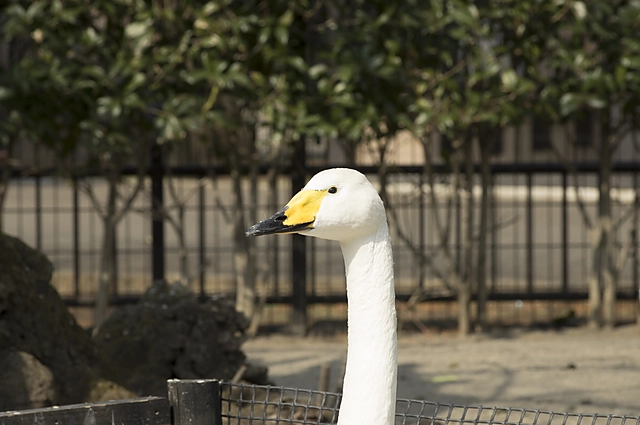 Swan | Japan