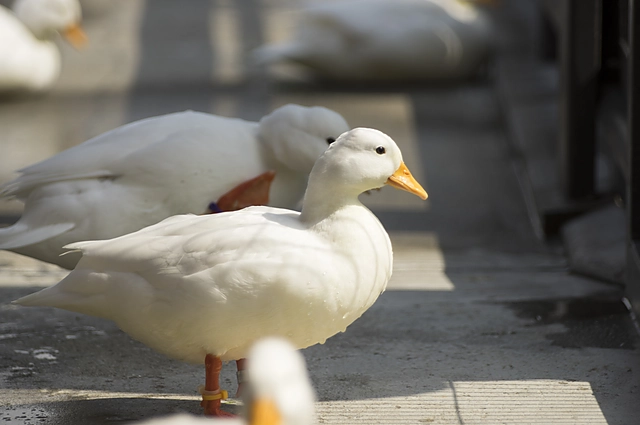 アヒルのフリー写真素材｜最大8K高解像度｜フリー写真素材フォトック #d3