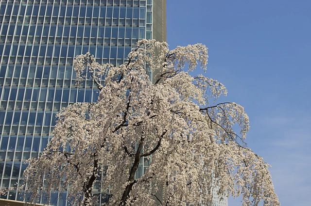 Weeping Cherry Blossoms | Tokyo | Cherry Blossom / Sakura