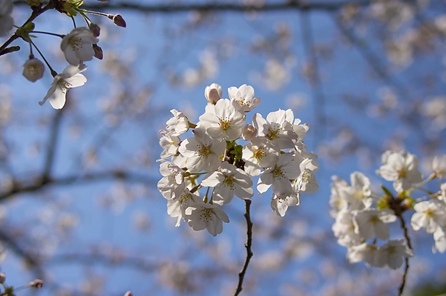 Cherry Blossoms | Japan