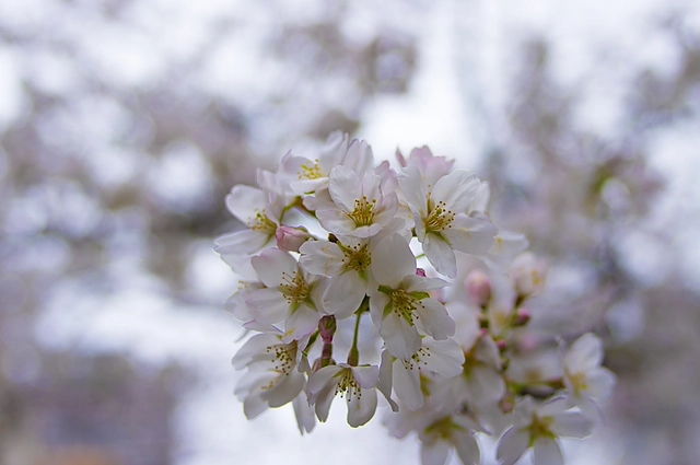 Cherry Blossoms | Japan