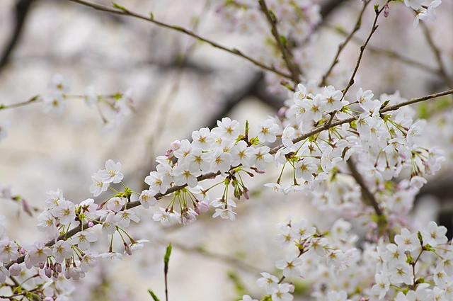Sakura | Japan