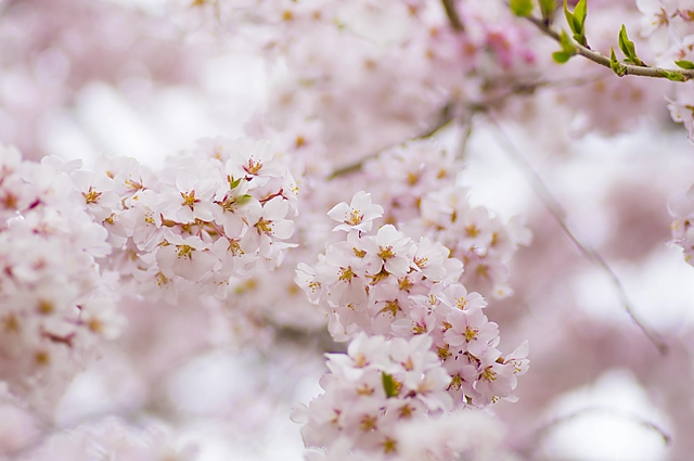 満開の桜の花
