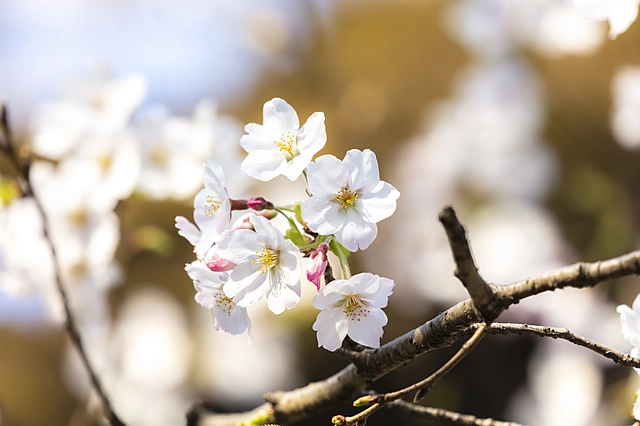 Cherry Blossom Petals | Japan