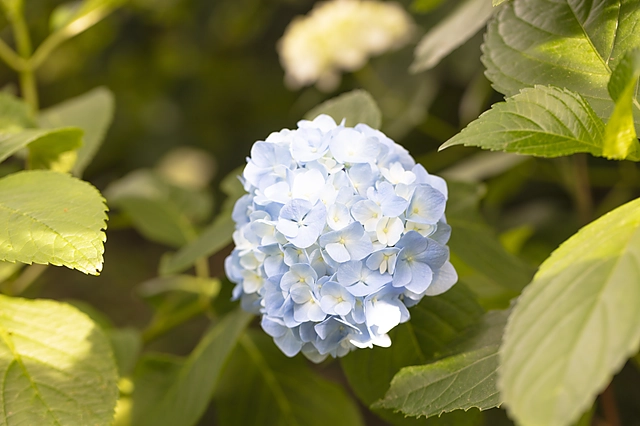 Hydrangea (Ajisai) | Japan