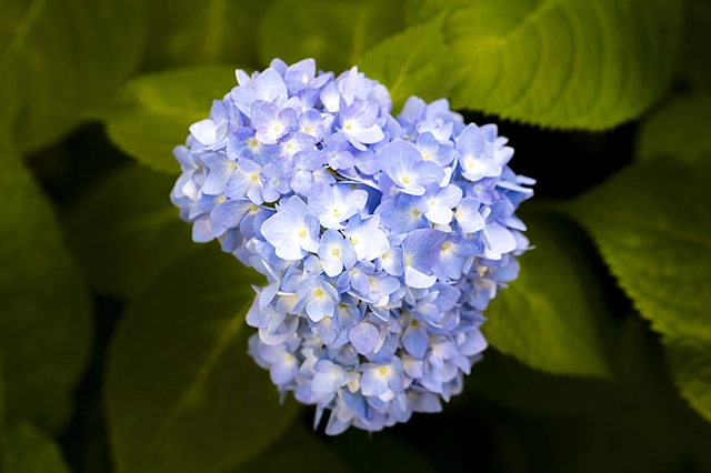 Blue Hydrangea | Japan | hydrangea