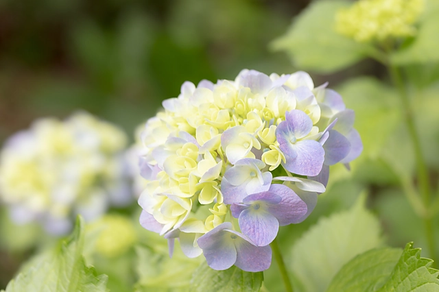 あじさい（紫陽花）