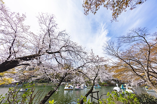 Inokashira Park | Tokyo Tama Area