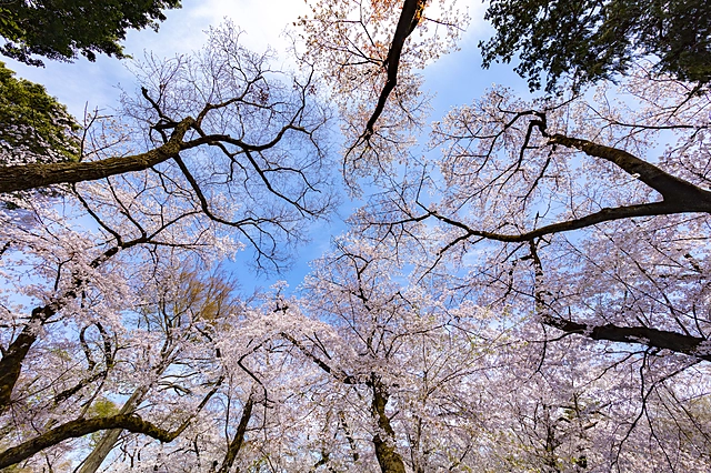 桜