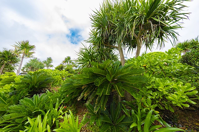 Okinawa Plants | Okinawa Prefecture