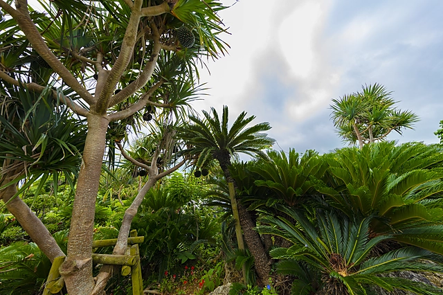 Okinawa Plants | Okinawa Prefecture