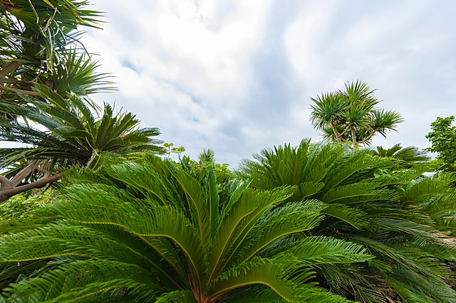 Okinawa Plants | Okinawa Prefecture