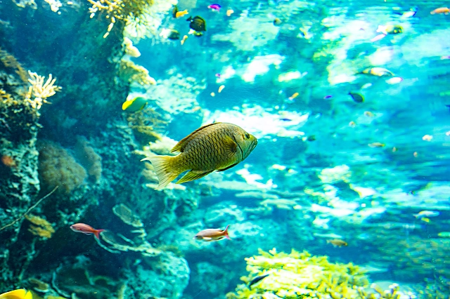 Fish | Japan