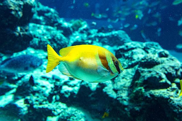 Fish | Japan