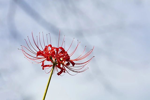 A Single Red Spider Lily | Saitama Prefecture | red spider lily