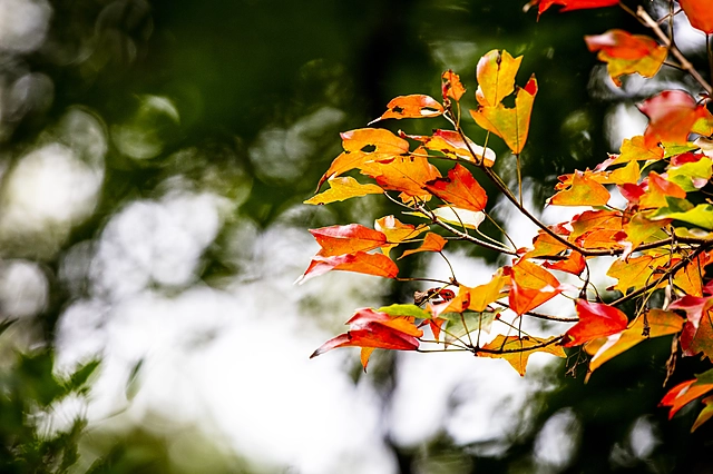 Leaf | Japan