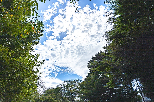 Trees and Sky | Japan