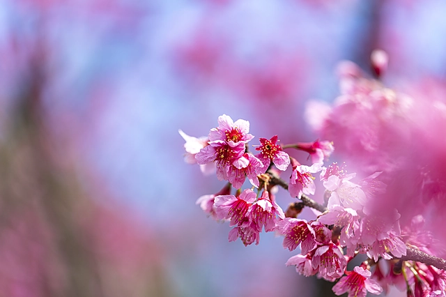Cherry Blossoms | Japan | Cherry Blossom / Sakura