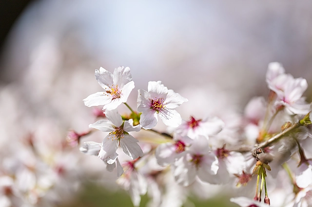 桜