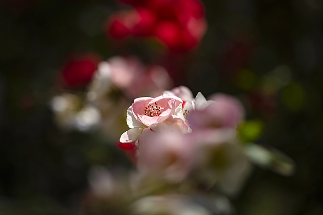 Japanese Quince Flower