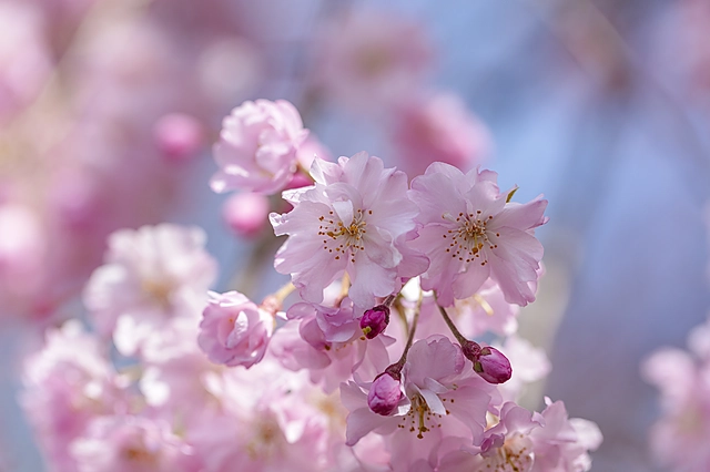 桜