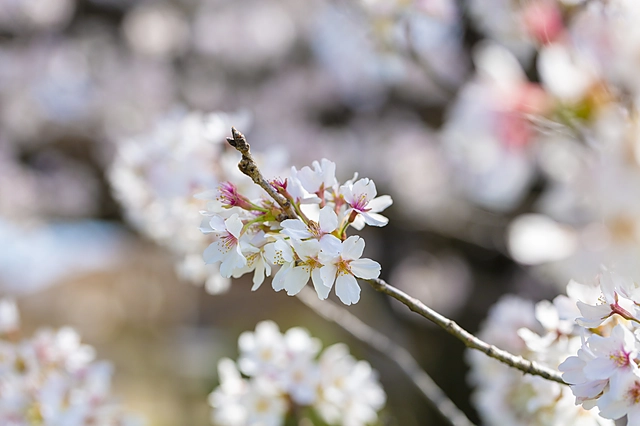 Cherry Blossoms | Japan