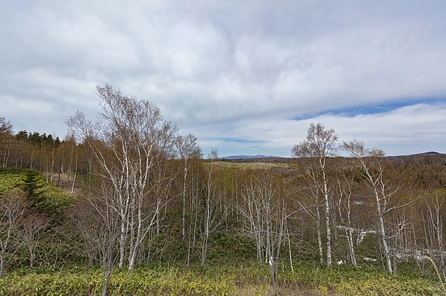 Naturaleza de Tobetsu | Hokkaido | Árbol / Madera