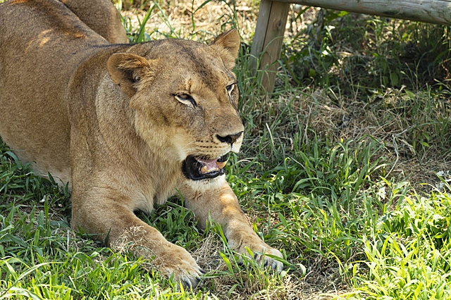 Lion | Japan