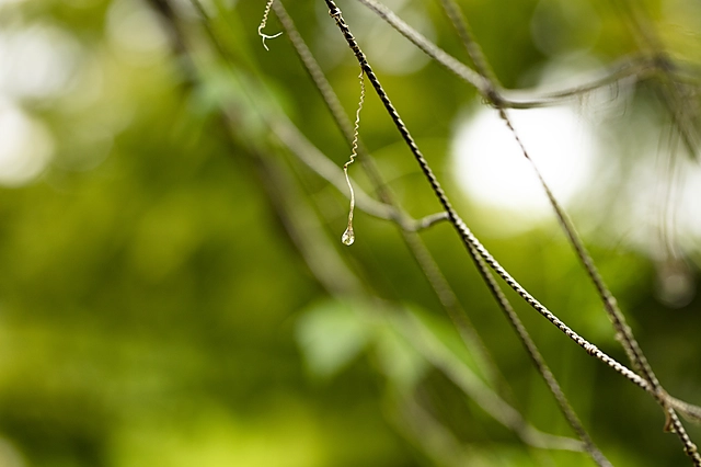Water Drop | Japan | Water Drop / Droplet