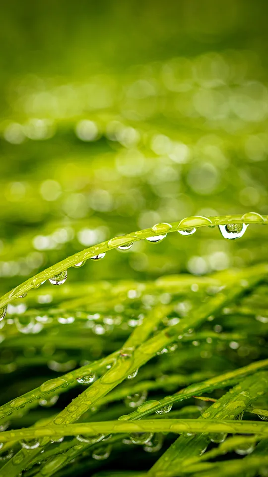 水滴のついた葉