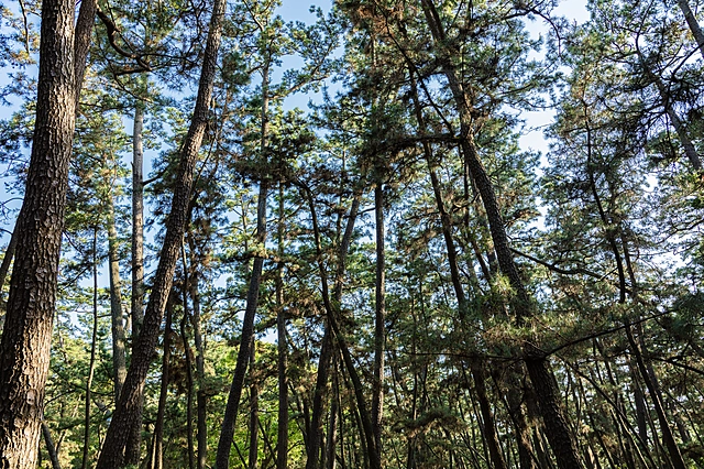 Numazu Senbonhama Park | Shizuoka Prefecture